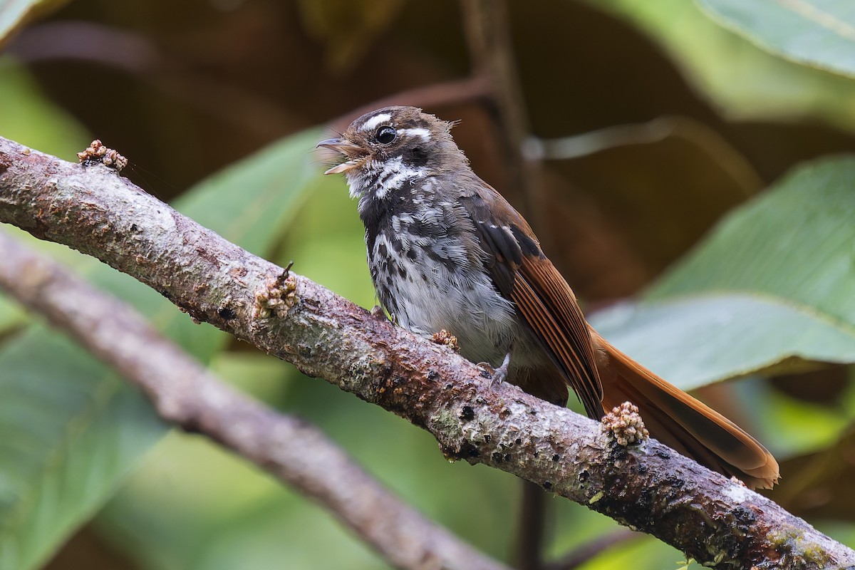 Rhipidure de Céram - ML646780285