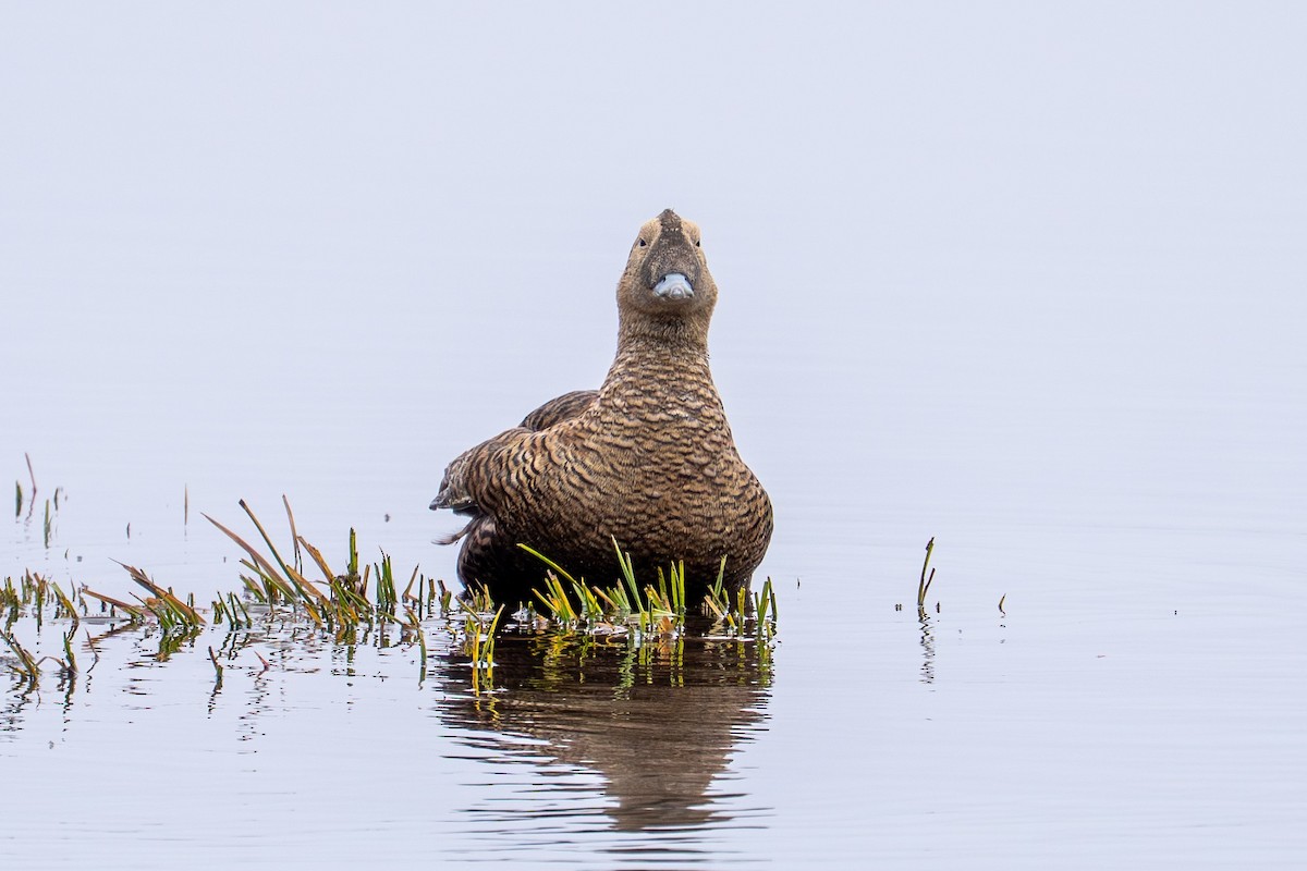 Spectacled Eider - ML646780286