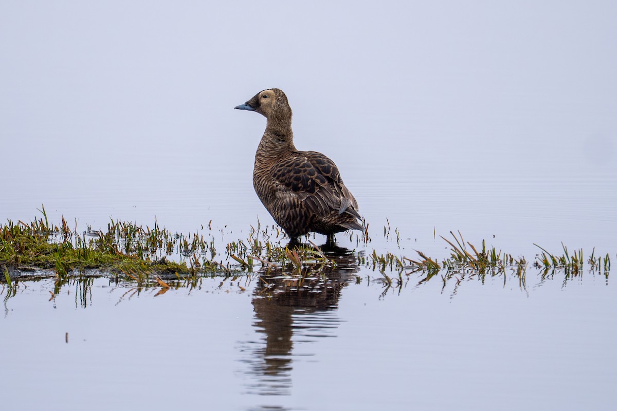 Spectacled Eider - ML646780287