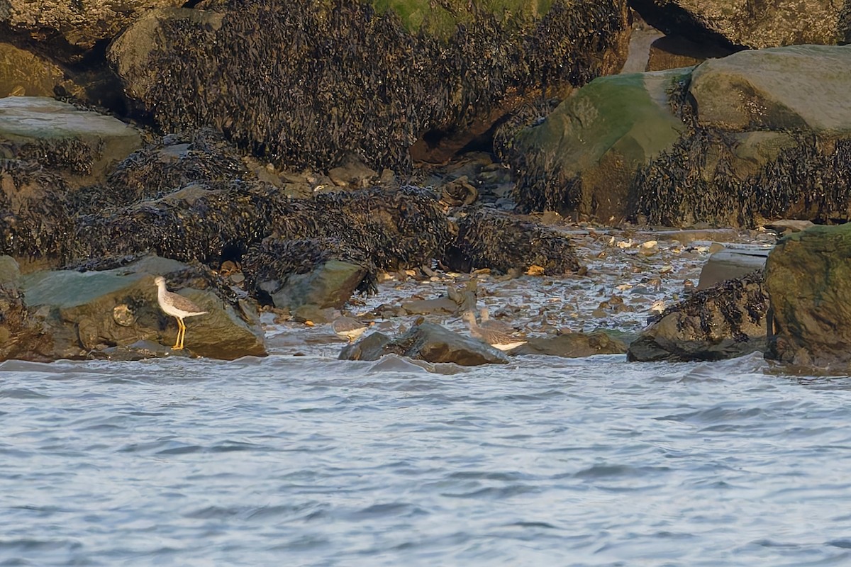 Greater Yellowlegs - ML646780288