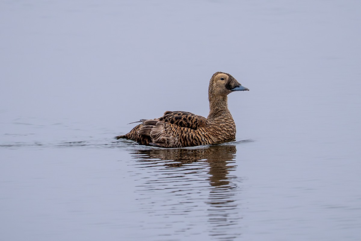 Spectacled Eider - ML646780289