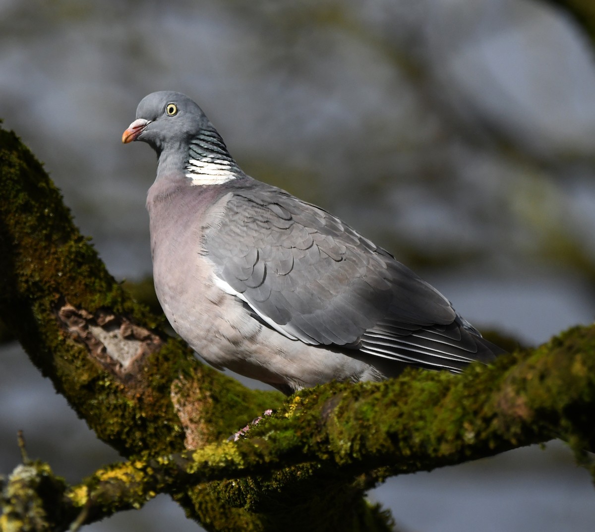Common Wood-Pigeon (White-necked) - ML646780290