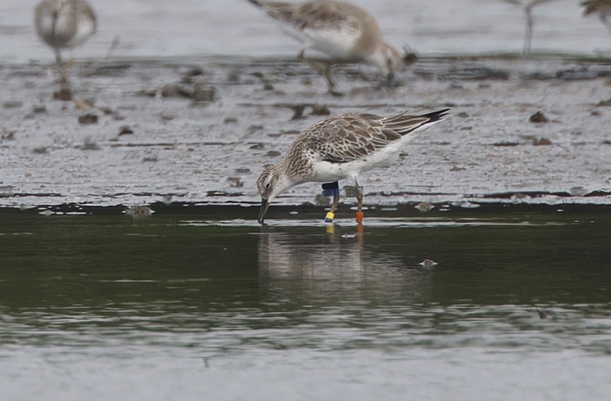Great Knot - ML646780291