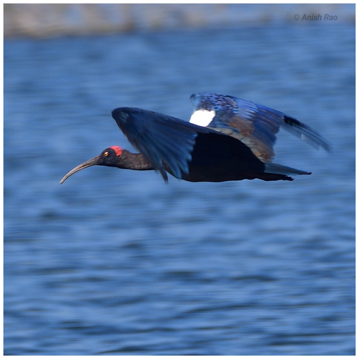 Red-naped Ibis - ML646780292
