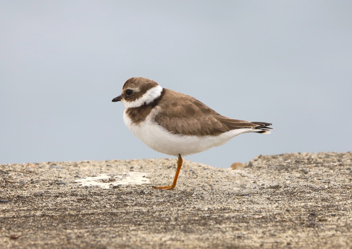 Common Ringed Plover - ML646780293
