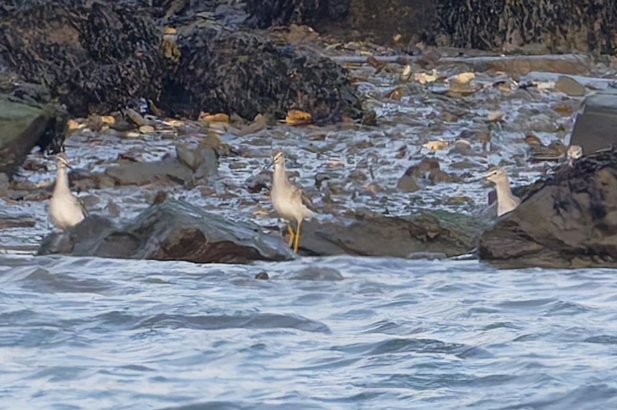 Greater Yellowlegs - ML646780294