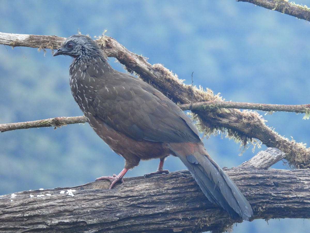 Andean Guan - ML646780295