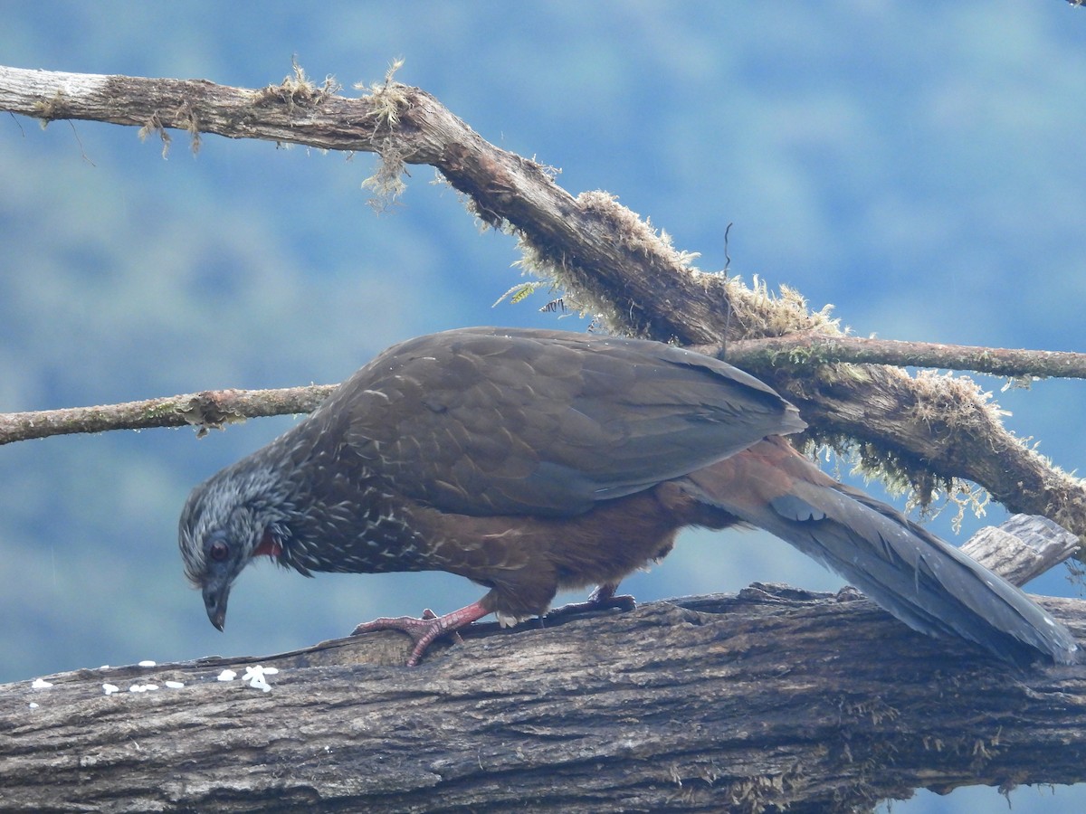 Andean Guan - ML646780296