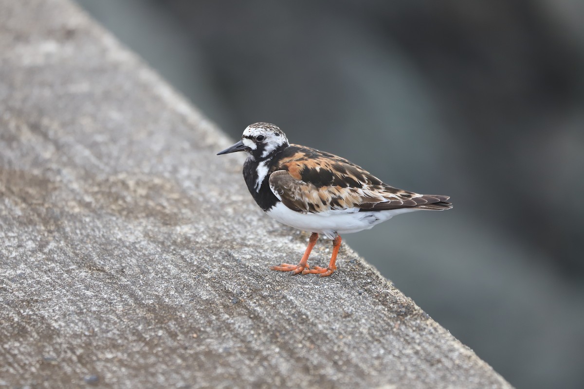 Ruddy Turnstone - ML646780297