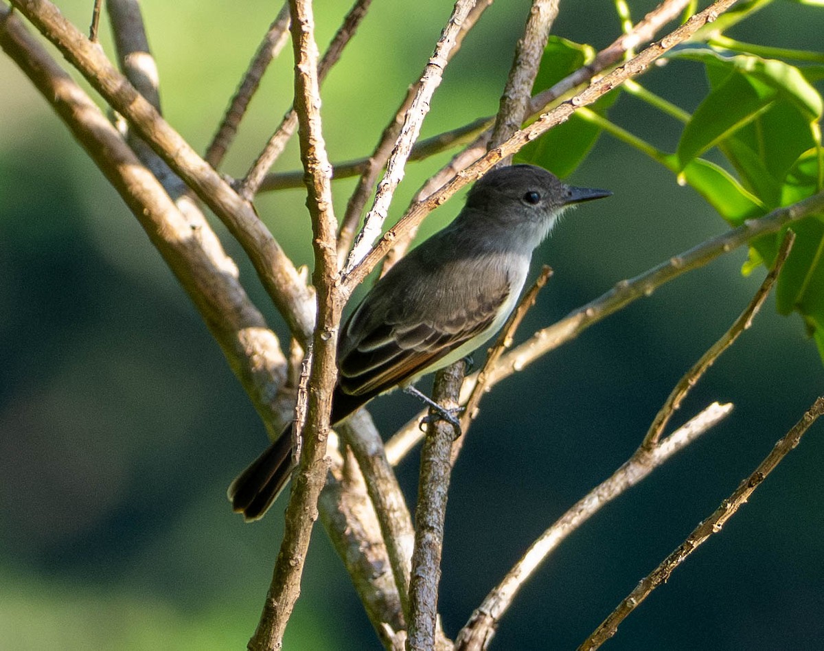 Антильский миарх - ML646780298