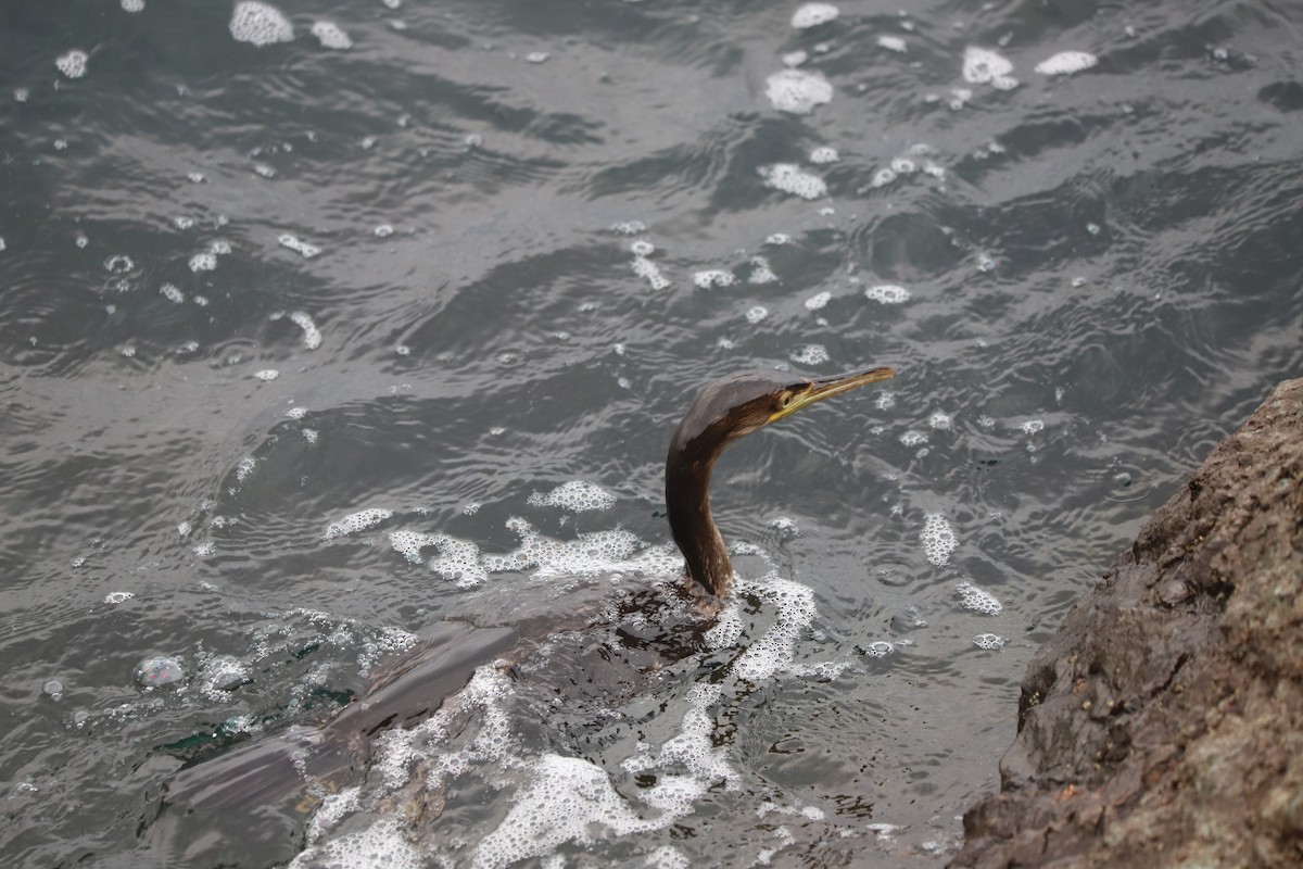 European Shag - ML646780300