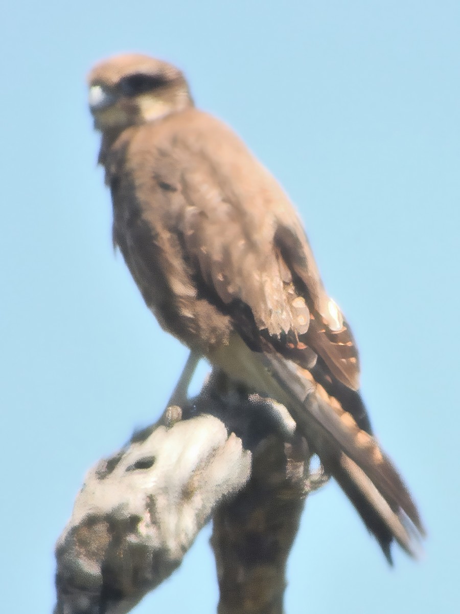 Faucon bérigora - ML646780318