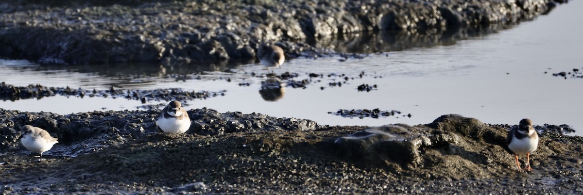 חופמי צווארון - ML646780319