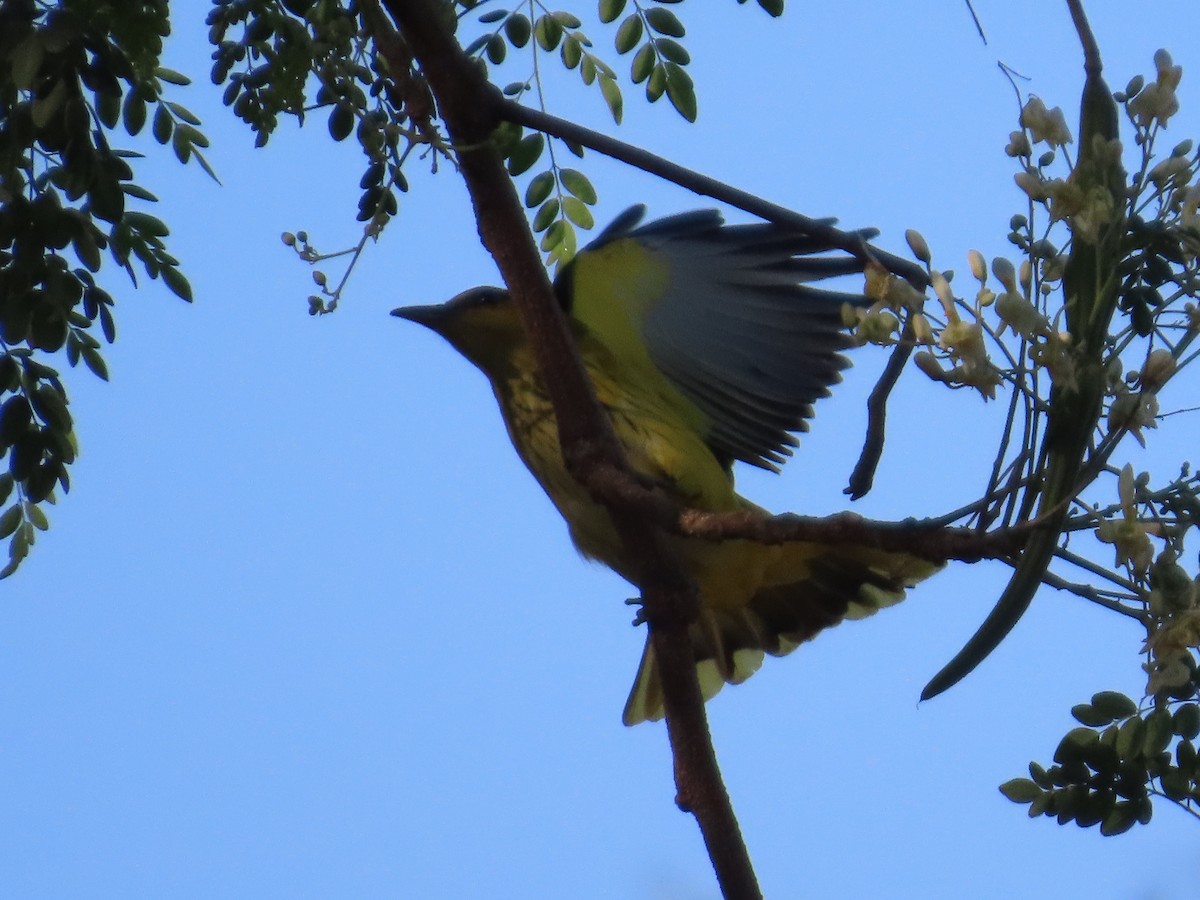 Indian Golden Oriole - ML646780320