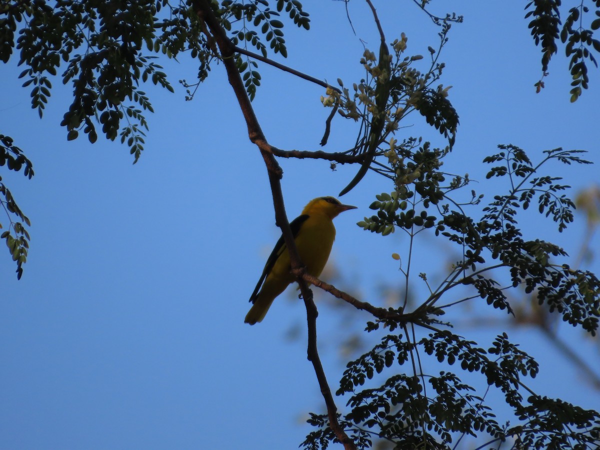 Indian Golden Oriole - ML646780321