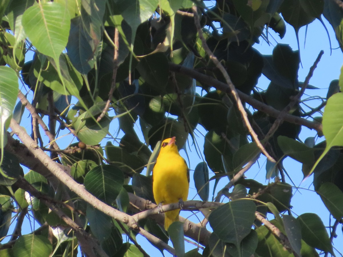 Indian Golden Oriole - ML646780322