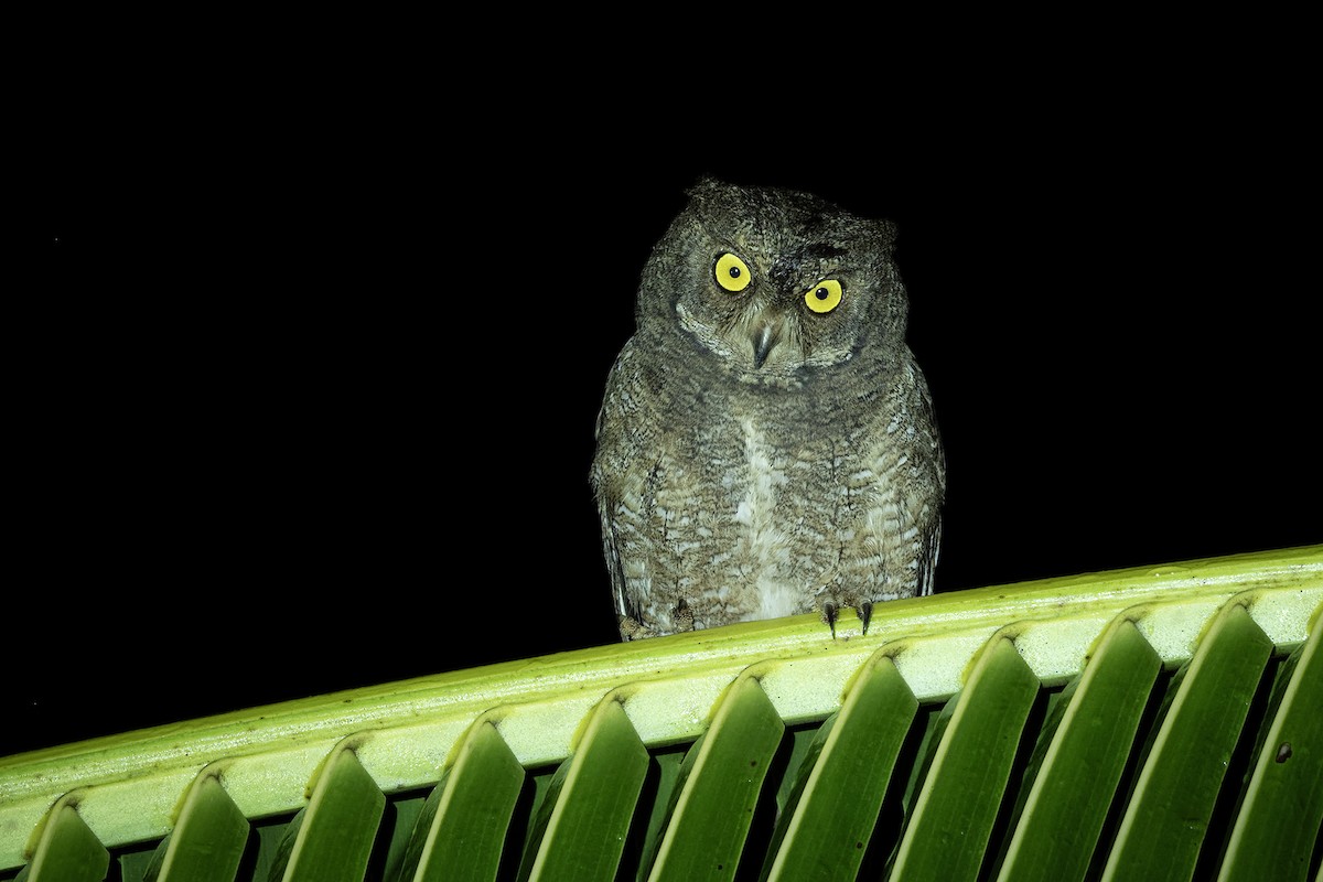 Petit-duc des Nicobar - ML646780323