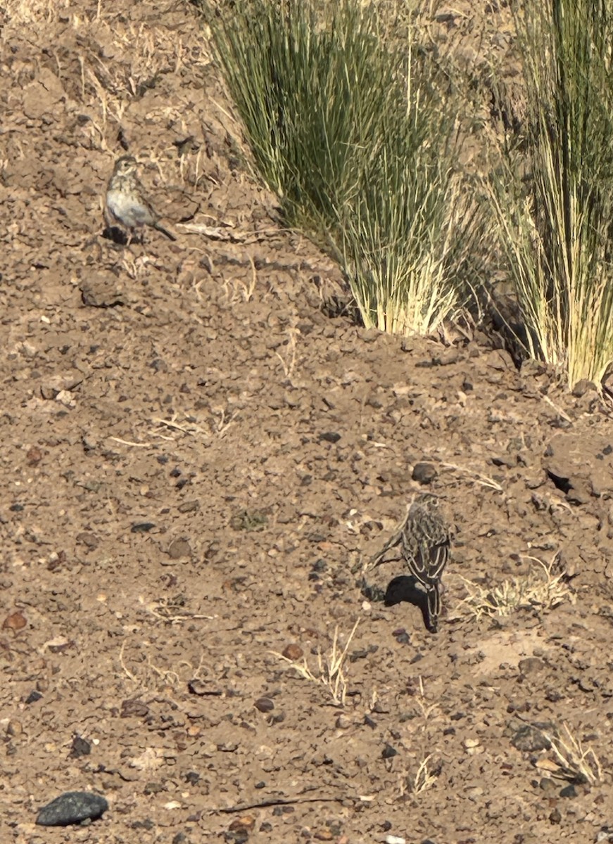 Pipit à plastron - ML646780324