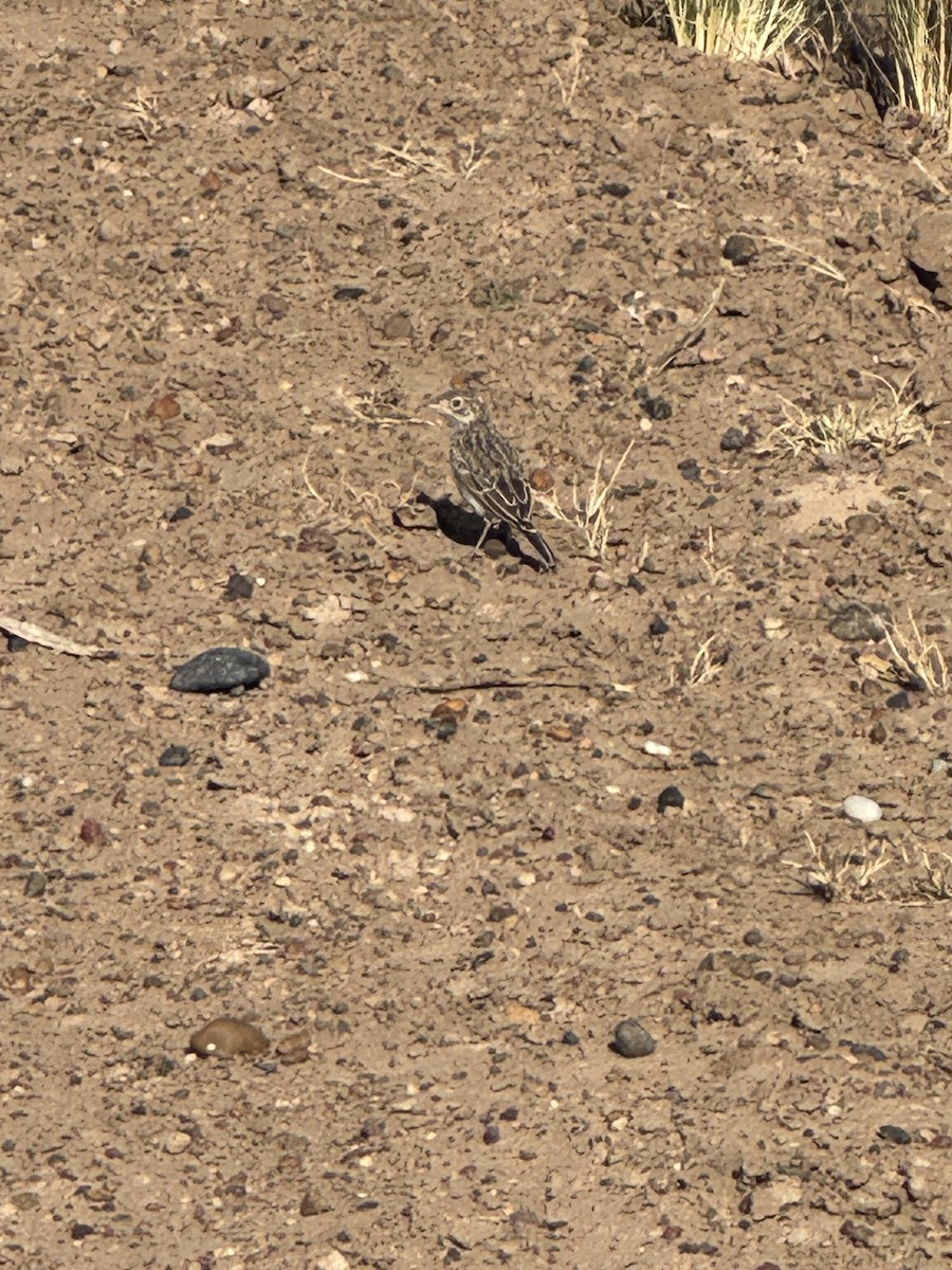 Pipit à plastron - ML646780325