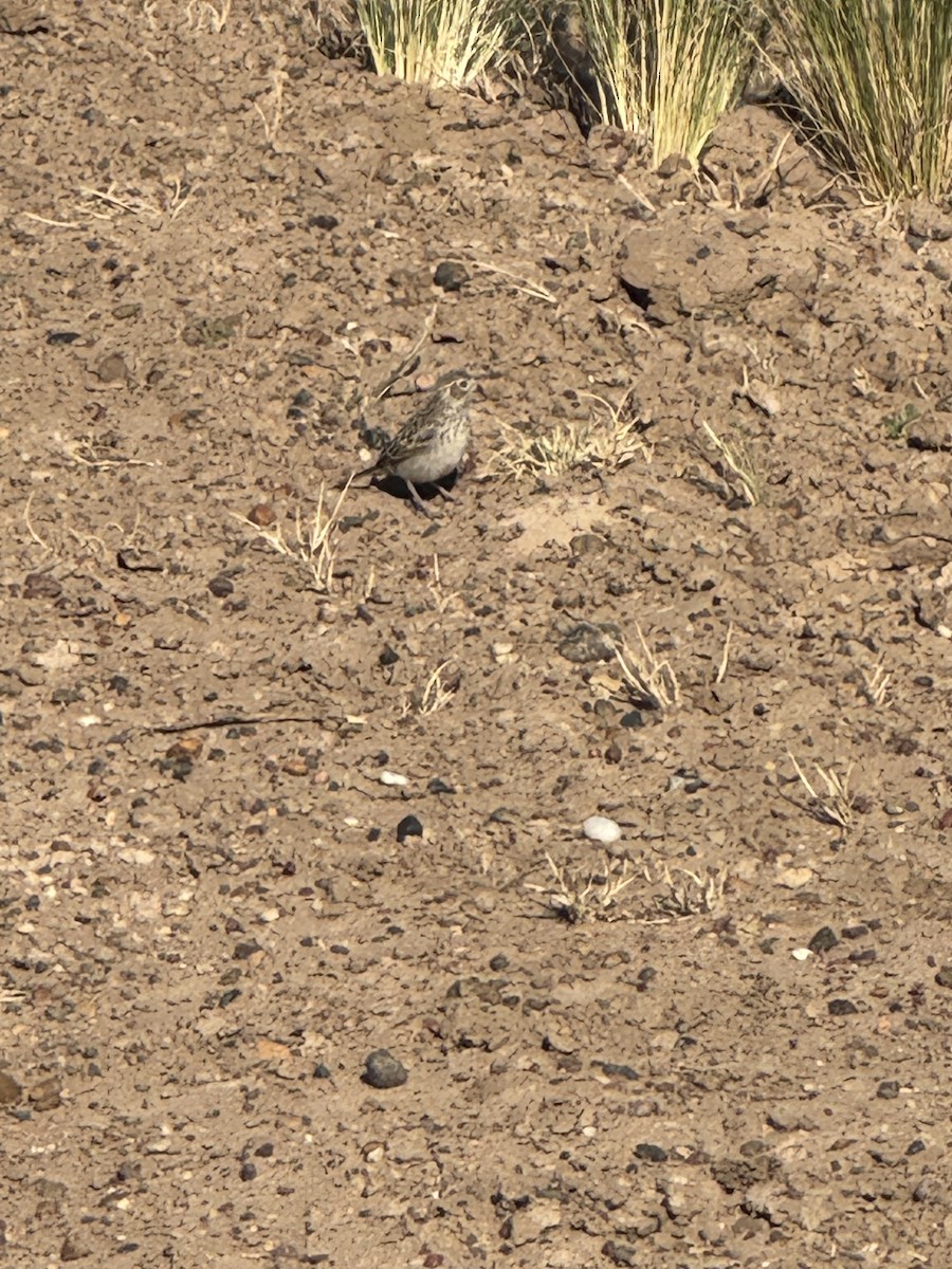 Pipit à plastron - ML646780326