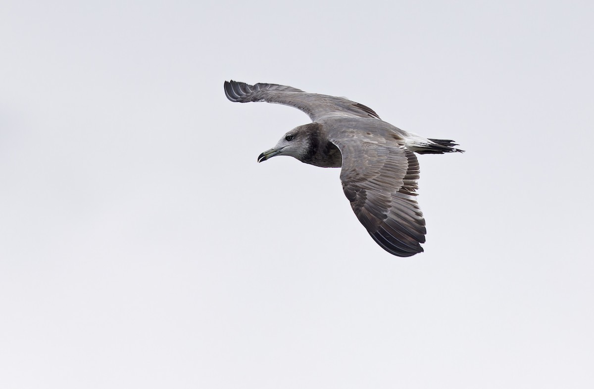Goéland à queue noire - ML646780327