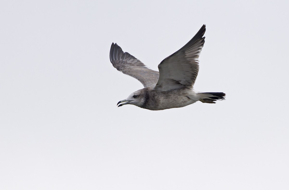 Goéland à queue noire - ML646780328