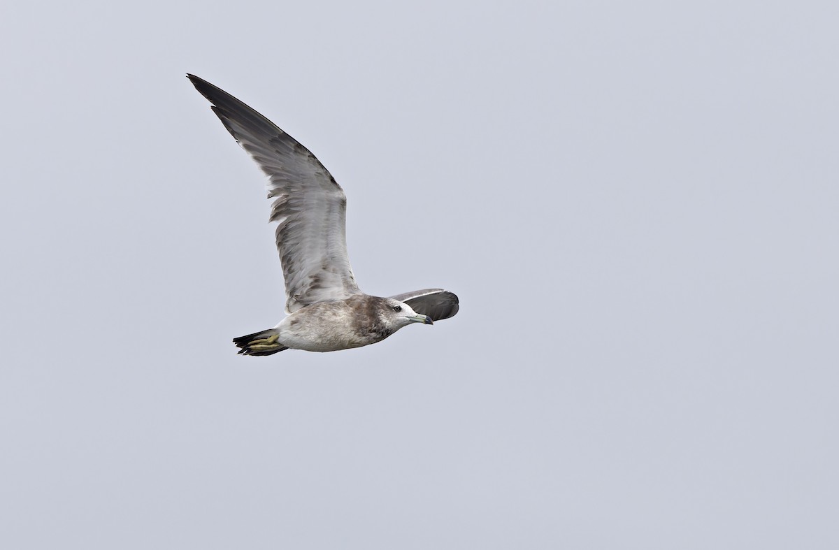 Goéland à queue noire - ML646780329