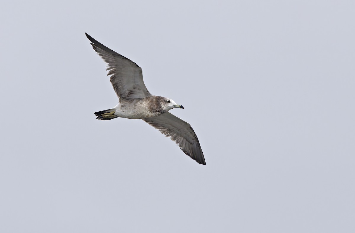Goéland à queue noire - ML646780330