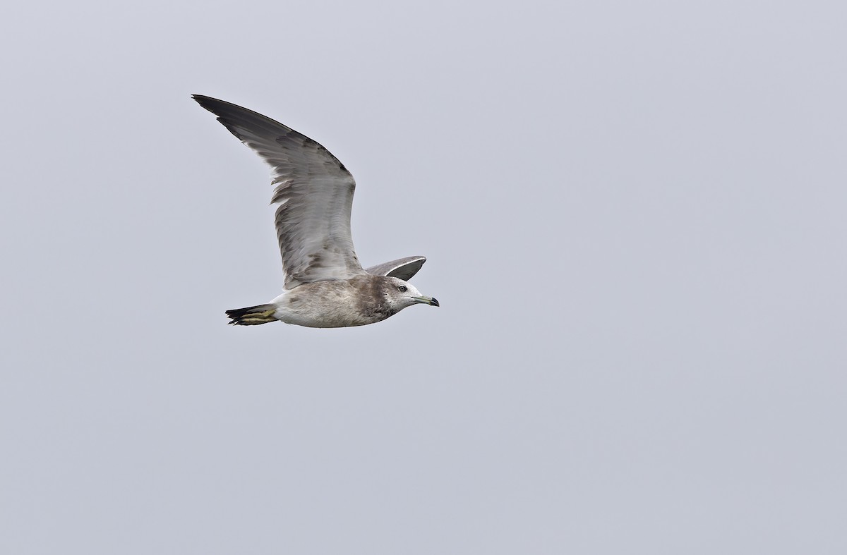 Goéland à queue noire - ML646780331