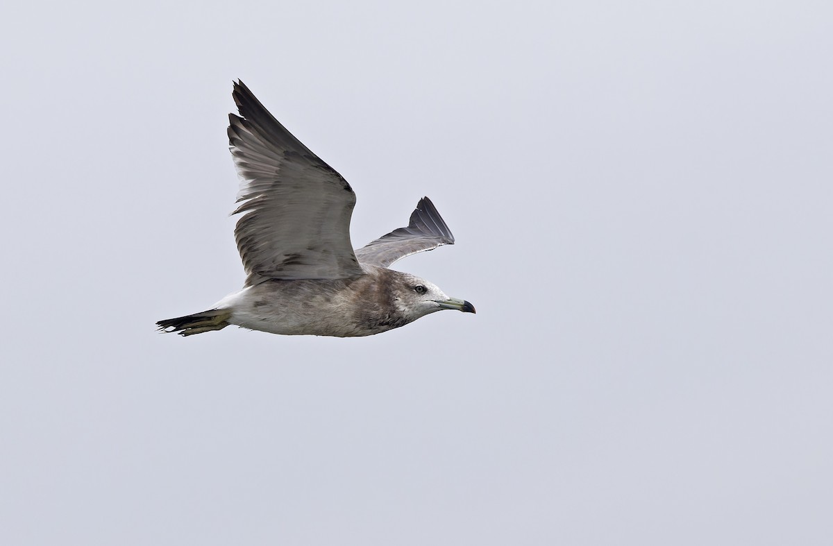 Goéland à queue noire - ML646780333