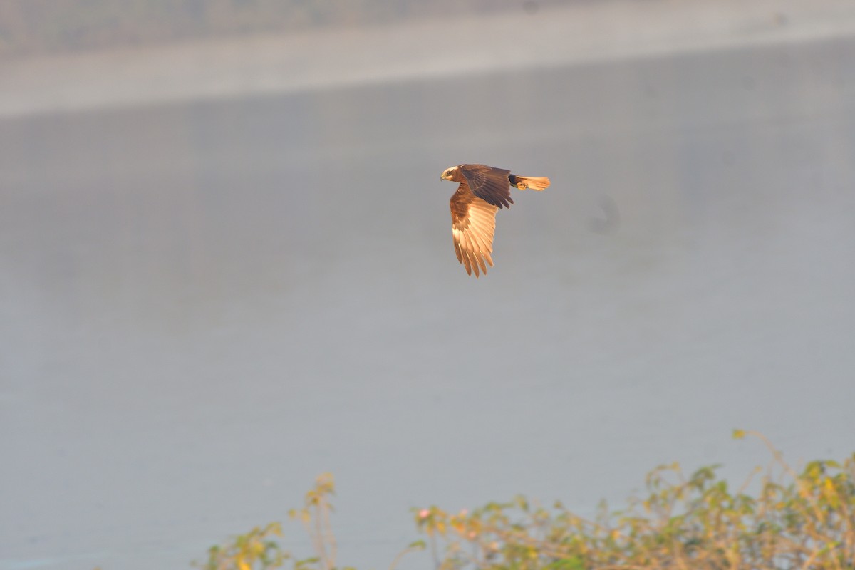 Busard des roseaux - ML646780334