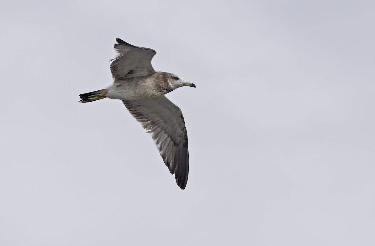 Goéland à queue noire - ML646780335