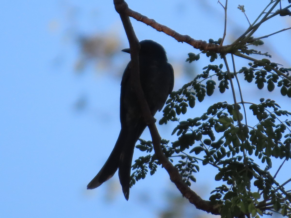 Drongo cendré - ML646780336