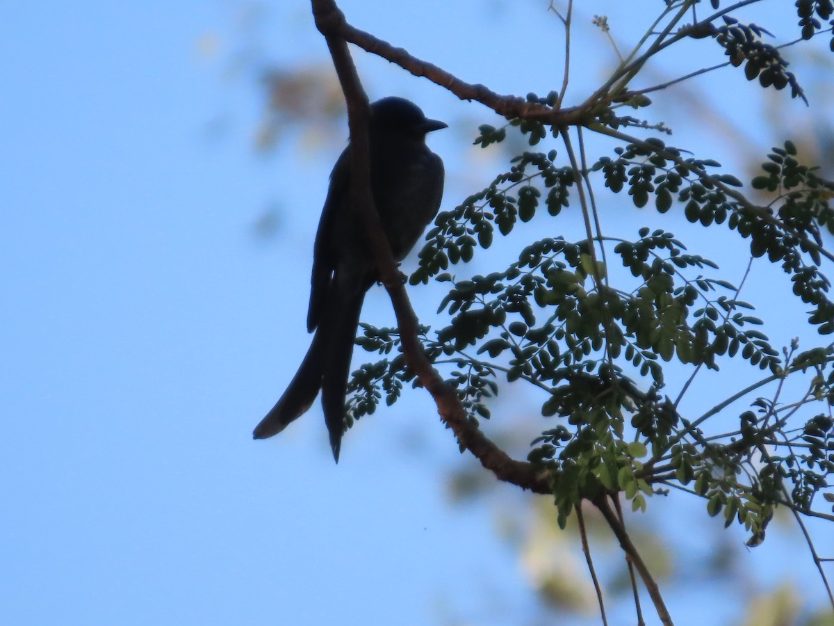 Drongo cendré - ML646780337