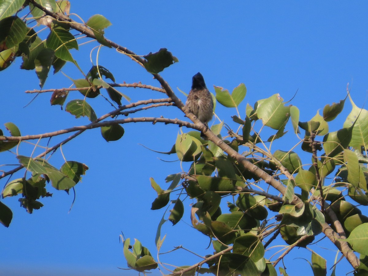 Bulbul à ventre rouge - ML646780338