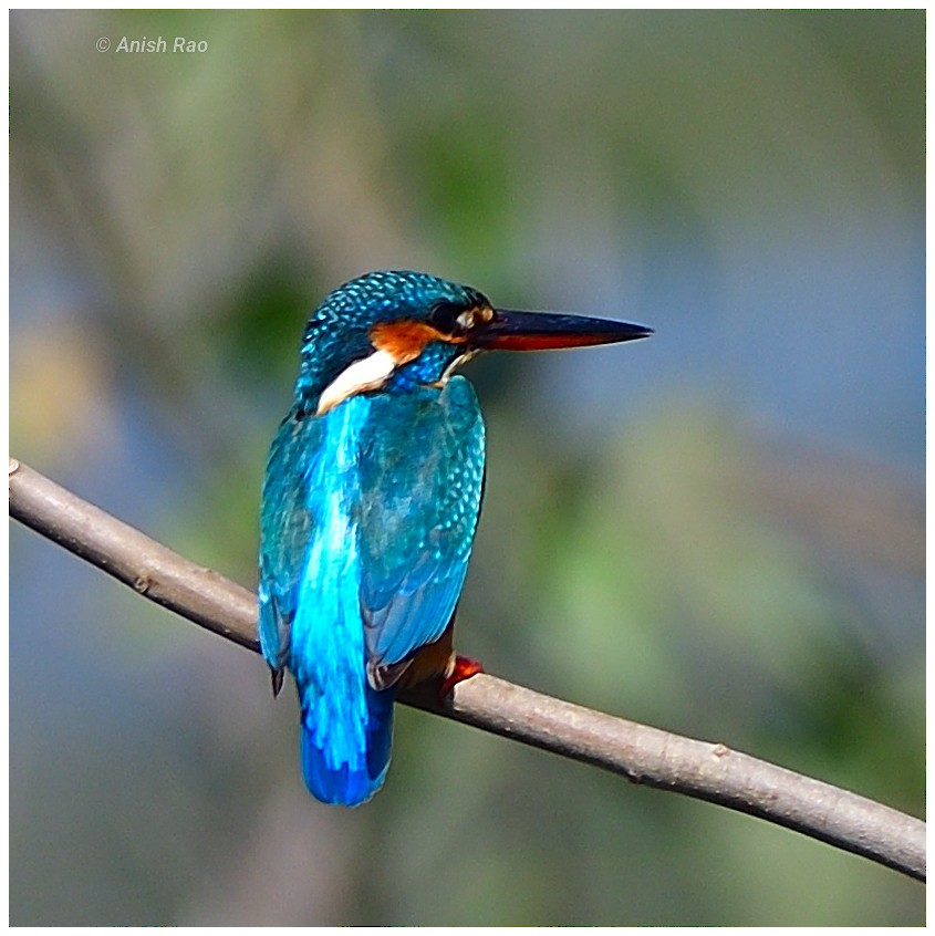 Martin-pêcheur d'Europe - ML646780339