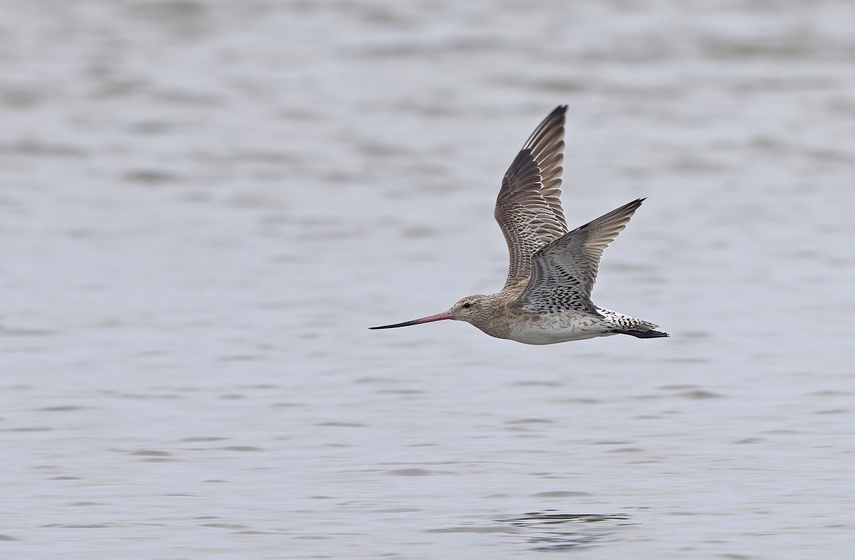 Barge rousse - ML646780340