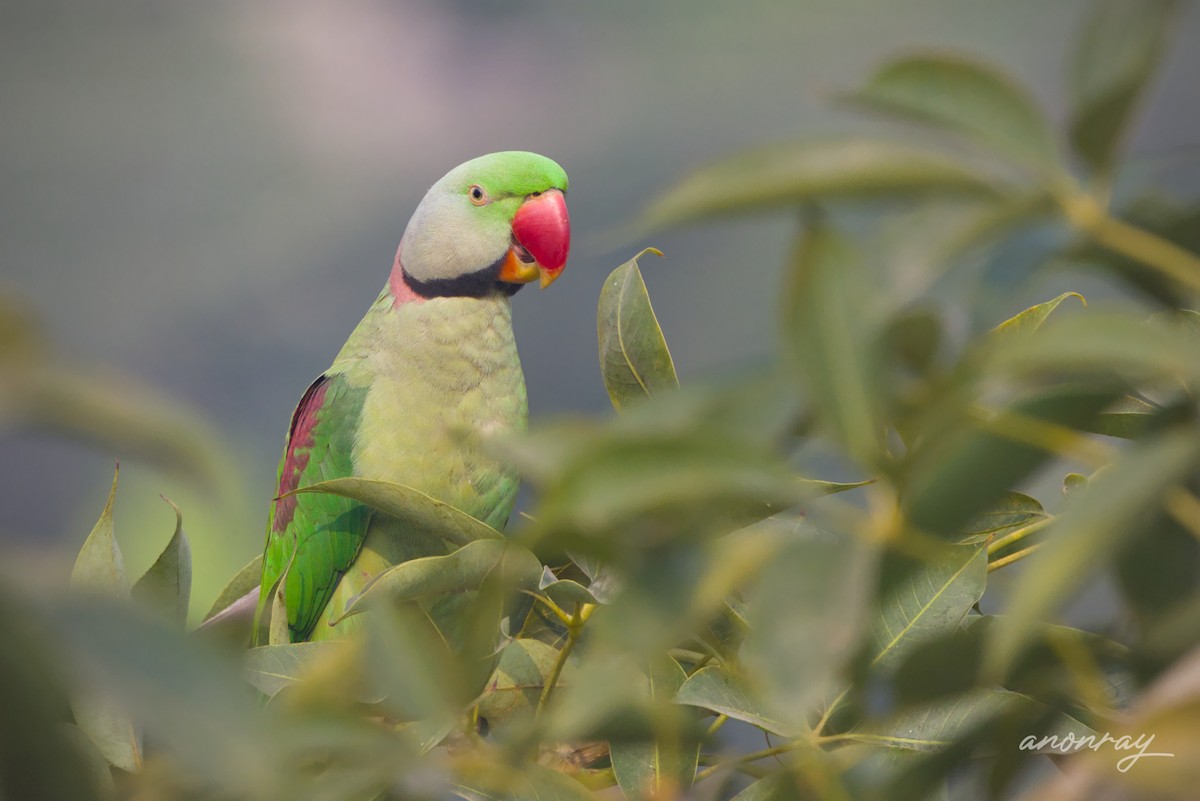 Perruche alexandre - ML646780341