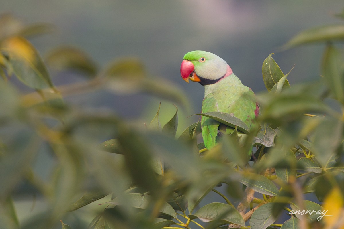 Perruche alexandre - ML646780342