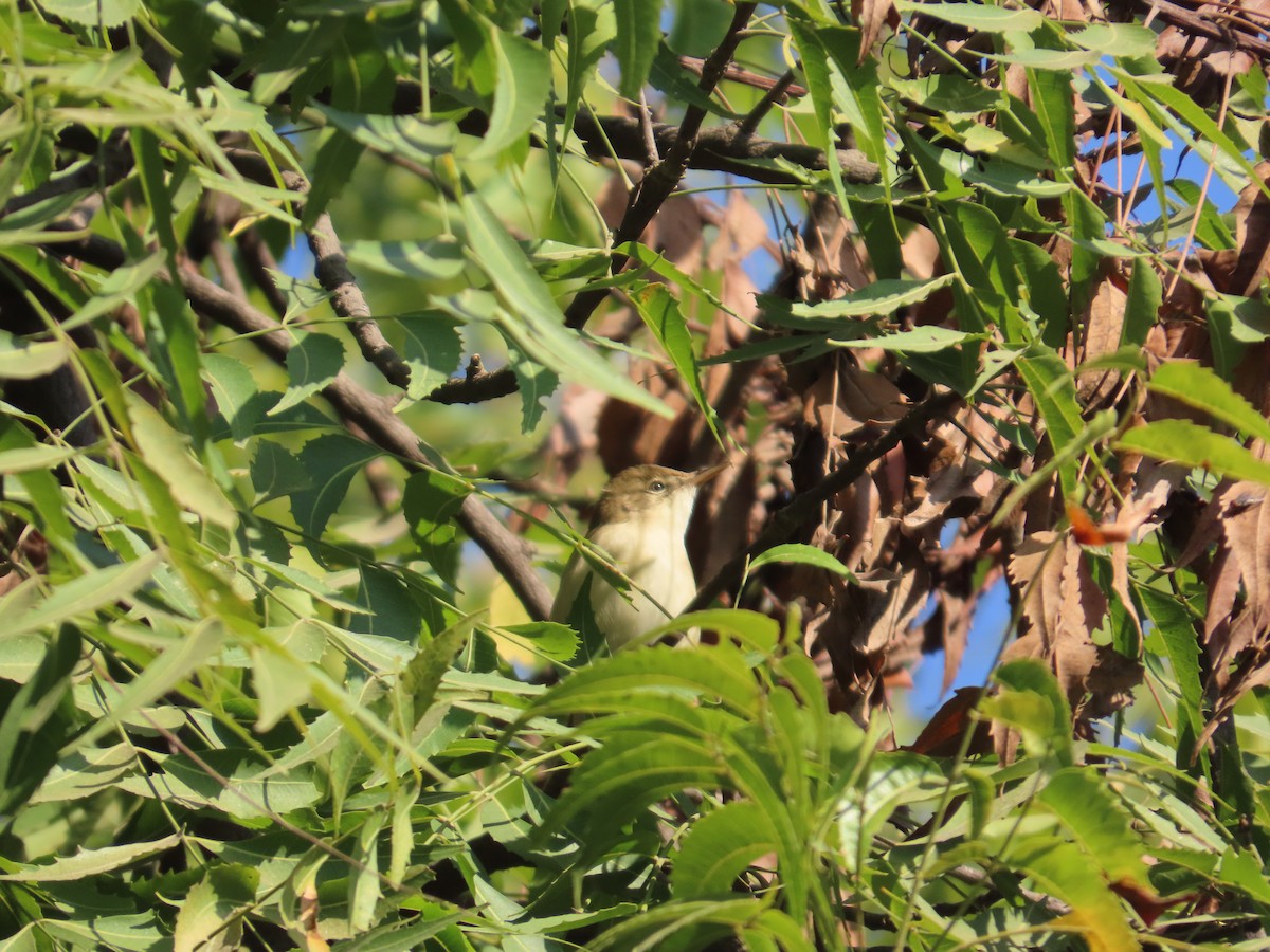 Pouillot verdâtre - ML646780343