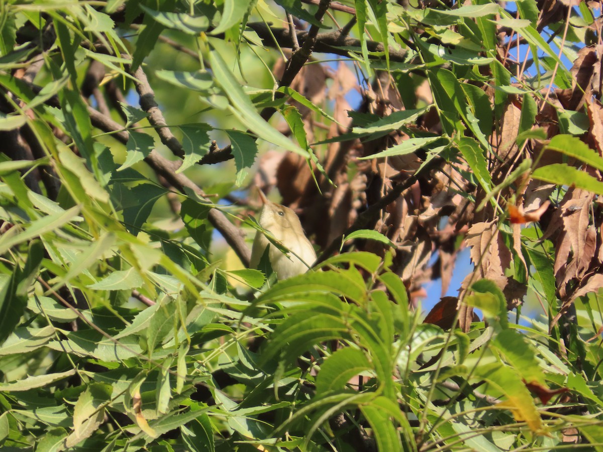 Pouillot verdâtre - ML646780344