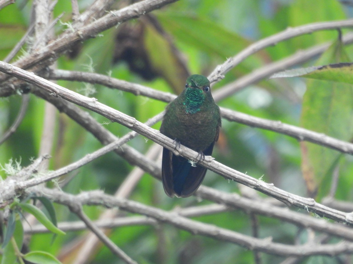 Métallure émeraude - ML646780345