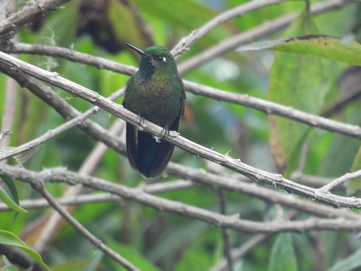 Métallure émeraude - ML646780346