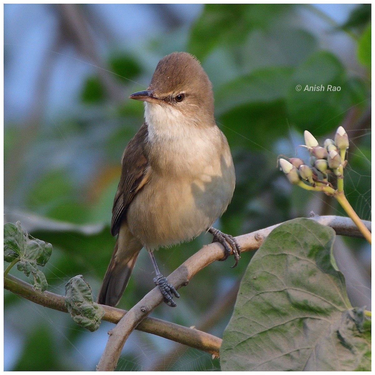 Rousserolle stentor - ML646780347