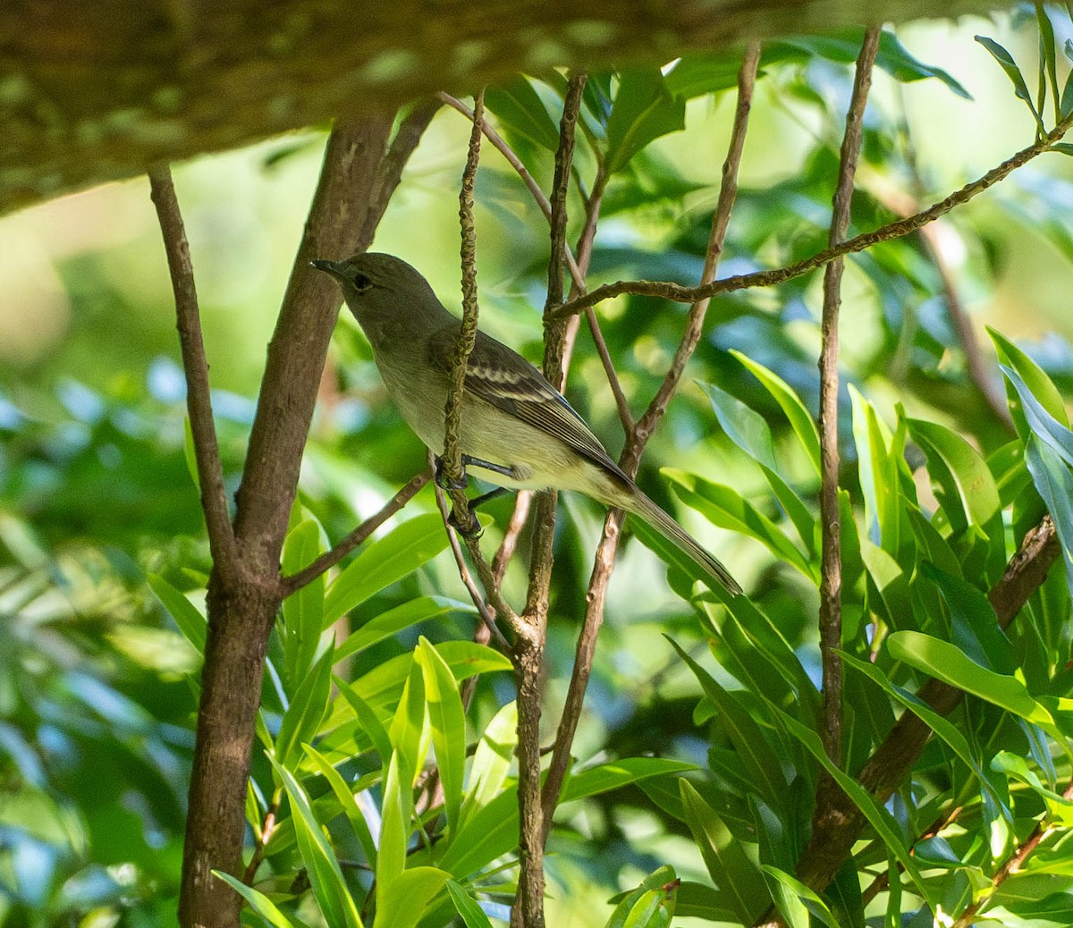 Élénie siffleuse - ML646780348