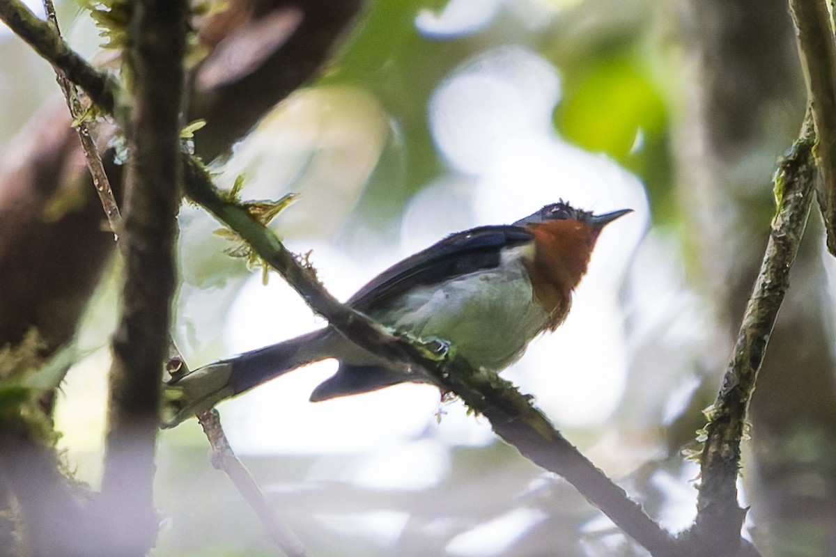 Maskeli Monark (nigrimentum/wellsi) - ML646780350