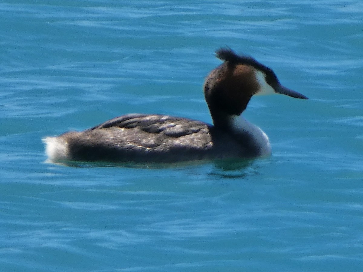 טבלן מצויץ - ML646780351