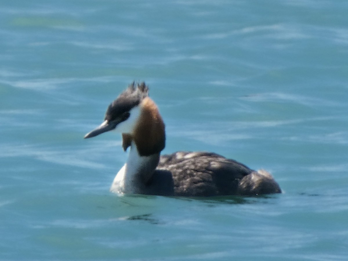 טבלן מצויץ - ML646780352