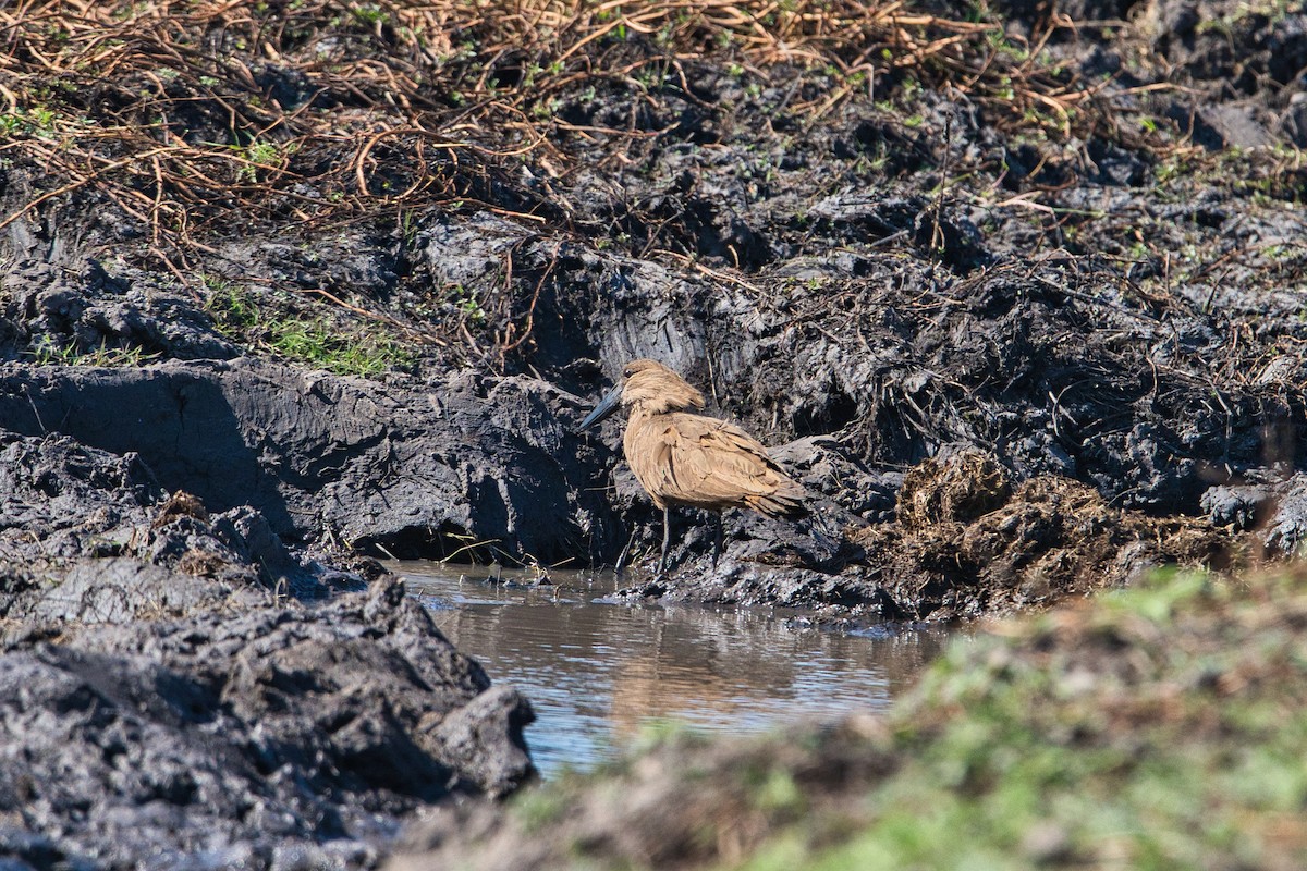 Mailuburua - ML646780353