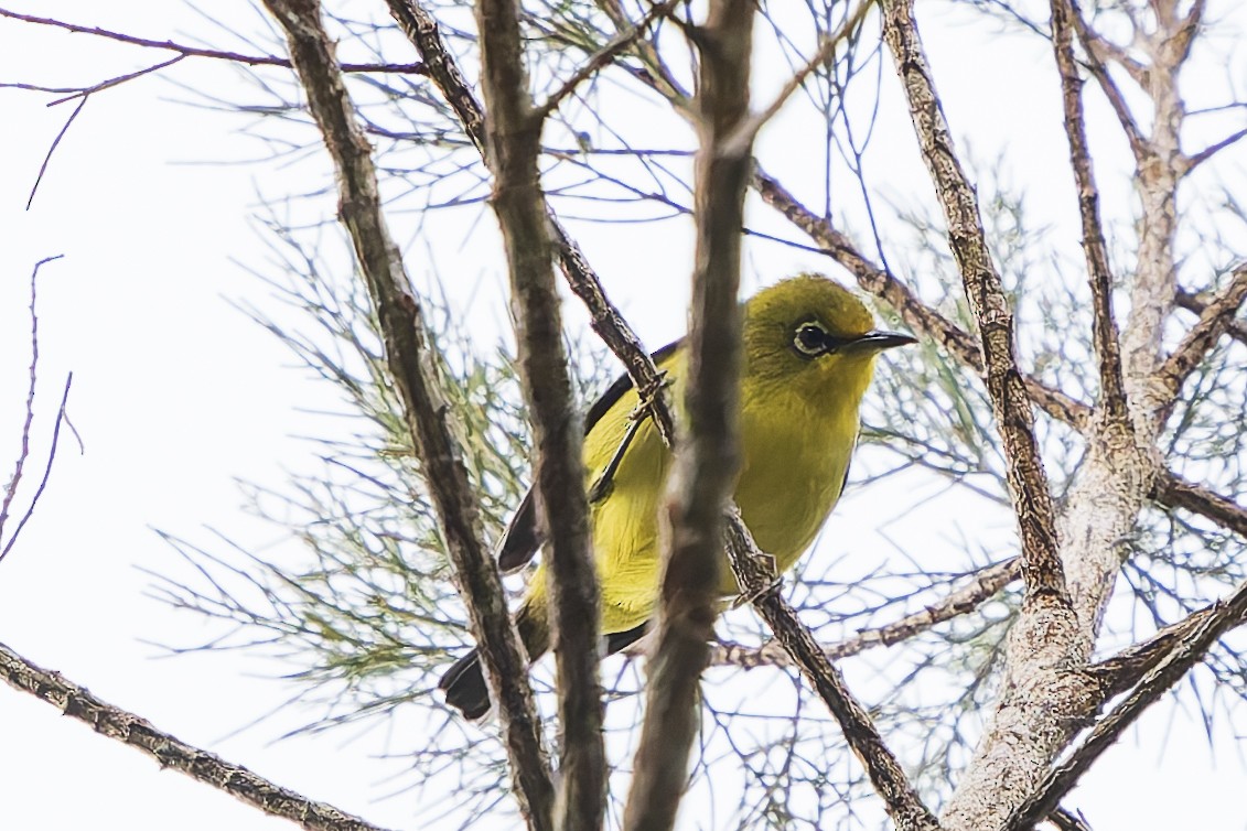 Lemon-bellied White-eye - ML646780357